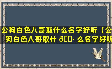 公狗白色八哥取什么名字好听（公狗白色八哥取什 🌷 么名字好听一点）